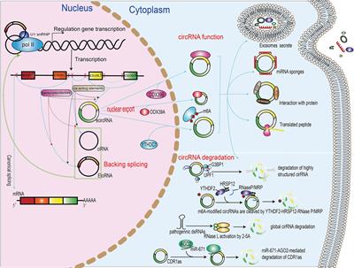 The function and clinical implication of circular RNAs in lung cancer